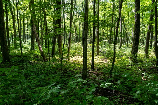 India climbs to 9th spot globally in forest area, retains 3rd rank in annual forest gain